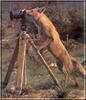 European Red Fox (Vulpes vulpes) foxy photographer