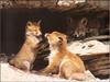 European Red Fox (Vulpes vulpes) romping pups