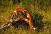 European Red Fox (Vulpes vulpes) hunting pair