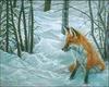 European Red Fox (Vulpes vulpes)