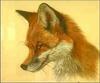 [Animal Art] European Red Fox (Vulpes vulpes)