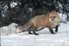 Red Fox (Vulpes vulpes) on snow