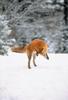 Red Fox (Vulpes vulpes) leaping to hunt