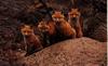 Red Fox (Vulpes vulpes) four pups