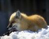Red Fox (Vulpes vulpes) on snow