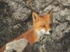 Red Fox (Vulpes vulpes) closeup