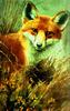 [Animal Art] Red Fox (Vulpes vulpes) closeup