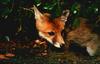 Red Fox (Vulpes vulpes) resting