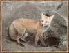 Red Fox (Vulpes vulpes) into den