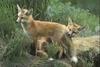 Red Fox (Vulpes vulpes) pair