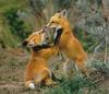 Red Fox (Vulpes vulpes) two pups romping