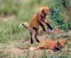 Red Foxes (Vulpes vulpes) two pups romping : Daniel J. Cox 