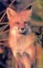 Red Fox (Vulpes vulpes) - Kathleen & Lindsey Brown