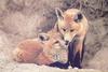 Red Fox (Vulpes vulpes) two pups