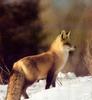 Red Fox (Vulpes vulpes) - Saskatchewan