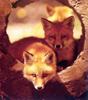 Red Foxes (Vulpes vulpes) - Stephen J. Shaluta Jr. 