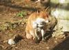 Red Fox (Vulpes vulpes) - Basildon Zoo