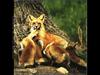 Red Fox (Vulpes vulpes) family