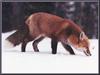 Red Fox (Vulpes vulpes) searching prey