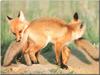 Red Foxes (Vulpes vulpes) two pups