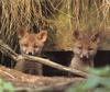 Red Fox (Vulpes vulpes) two pups in den