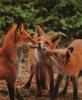 Red Foxes (Vulpes vulpes) three pups