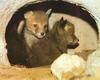Red Foxes (Vulpes vulpes) pups