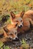 Red Foxes (Vulpes vulpes) juveniles