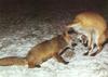 Red Foxes (Vulpes vulpes) fighting males