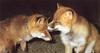 Red Fox (Vulpes vulpes) love nozzle