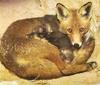 Red Fox (Vulpes vulpes) mother guarding newborn pups