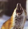 Red Fox (Vulpes vulpes) big yawn