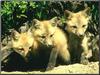 Red Fox (Vulpes vulpes) 3 pups