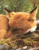 Red Fox (Vulpes vulpes) closeup