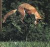 Red Fox (Vulpes vulpes) leaping