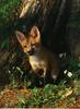 Red Fox (Vulpes vulpes) juvenile