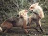 Red Foxes (Vulpes vulpes) fighting