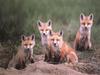 Red Fox (Vulpes vulpes) pups
