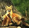 Red Fox (Vulpes vulpes) family