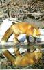 Red Fox (Vulpes vulpes) water reflection