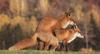 Red Fox (Vulpes vulpes) mating pair