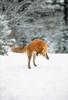 Red Fox (Vulpes vulpes) jumping for mousing