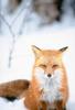 Red Fox (Vulpes vulpes) snow