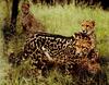 King Cheetah (Acinonyx jubatus rex)