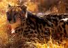 King Cheetah (Acinonyx jubatus rex)