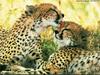 Cheetah (Acinonyx jubatus) two juveniles