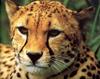 Cheetah (Acinonyx jubatus) face