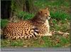 Cheetah (Acinonyx jubatus) - Birmingham Zoo