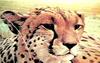 Cheetah (Acinonyx jubatus) face