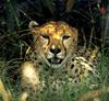 Cheetah (Acinonyx jubatus) in the shade